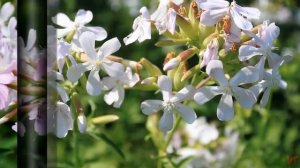 Мыльнянка или сапонария (лат. Saponaria)