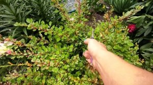 Барбарисы Тунберга ?Летняя стрижка?Зелёное черенкование ?02.07.2023