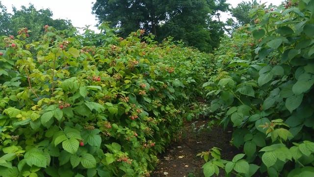 Малина: Междурядья, сроки созревания,размножение. смотреть онлайн