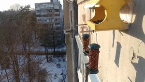 синицы кормятся на сетчатых кормушках