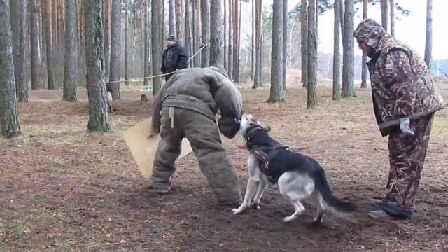 Хельхаус Ребекка 1 год 4 месяца, дрессировка в Твери с Сергеем Онупко, подход со щитом... смотреть онлайн