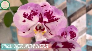 Phal. NCK NEW NERA