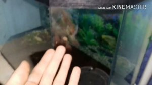 Как убраться , помыть аквариум у улиток ахатин?!:)