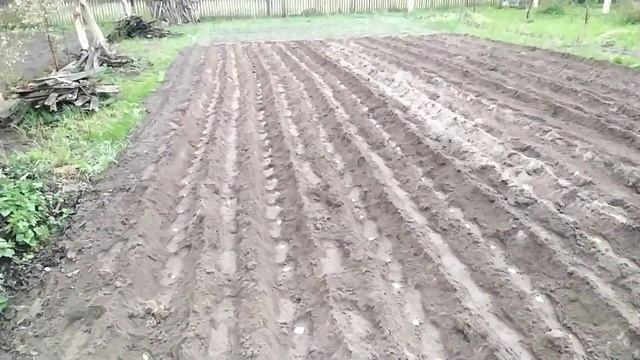 Посадка картофеля, красная смородина ? смотреть онлайн