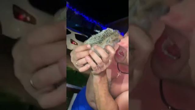 ёжик укусил парня за нос #Shorts смотреть онлайн