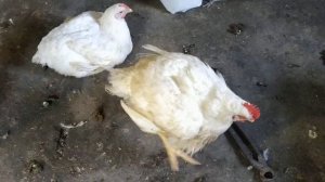 бройлеры для начинающих,21 день,вес более 1 кг