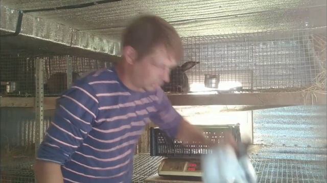 Сколько весят крольчата СТРОКАЧИ в 30 дней.