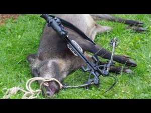 Охота с ЛУКОМ в России | А почему не с АРБАЛЕТОМ?!!