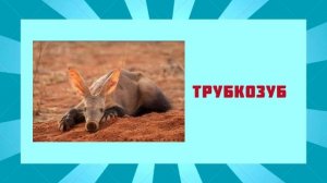 Угадай 100 животных | animals | quiz | викторина