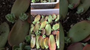 Succulent Propagation from flower blooms