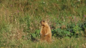 Сурки. Родитель, подросток и еще один свистун