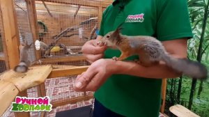 Ухаживаем за белками #2| Советы от ветеринара | "Ручной Zоопарк"