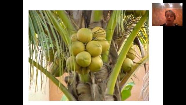 Серия "Кокосовая вода" от Орифлейм смотреть онлайн