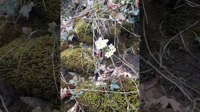 Фантастические горные цветы. Очень красиво! ? смотреть онлайн