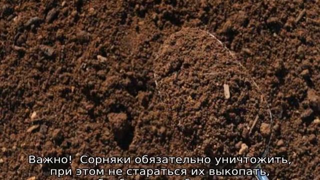 Грунт для газона: описание, составы почвы, торф смотреть онлайн