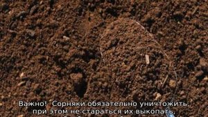Грунт для газона: описание, составы почвы, торф