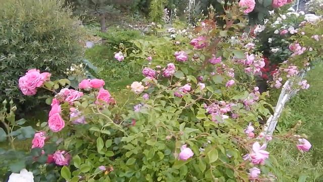 Розы Тантау  Roses Tantau в моём саду.Рассказываю о 9 сортах. смотреть онлайн
