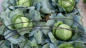 Обзор характеристик и описание гибрида капусты Ринда F1