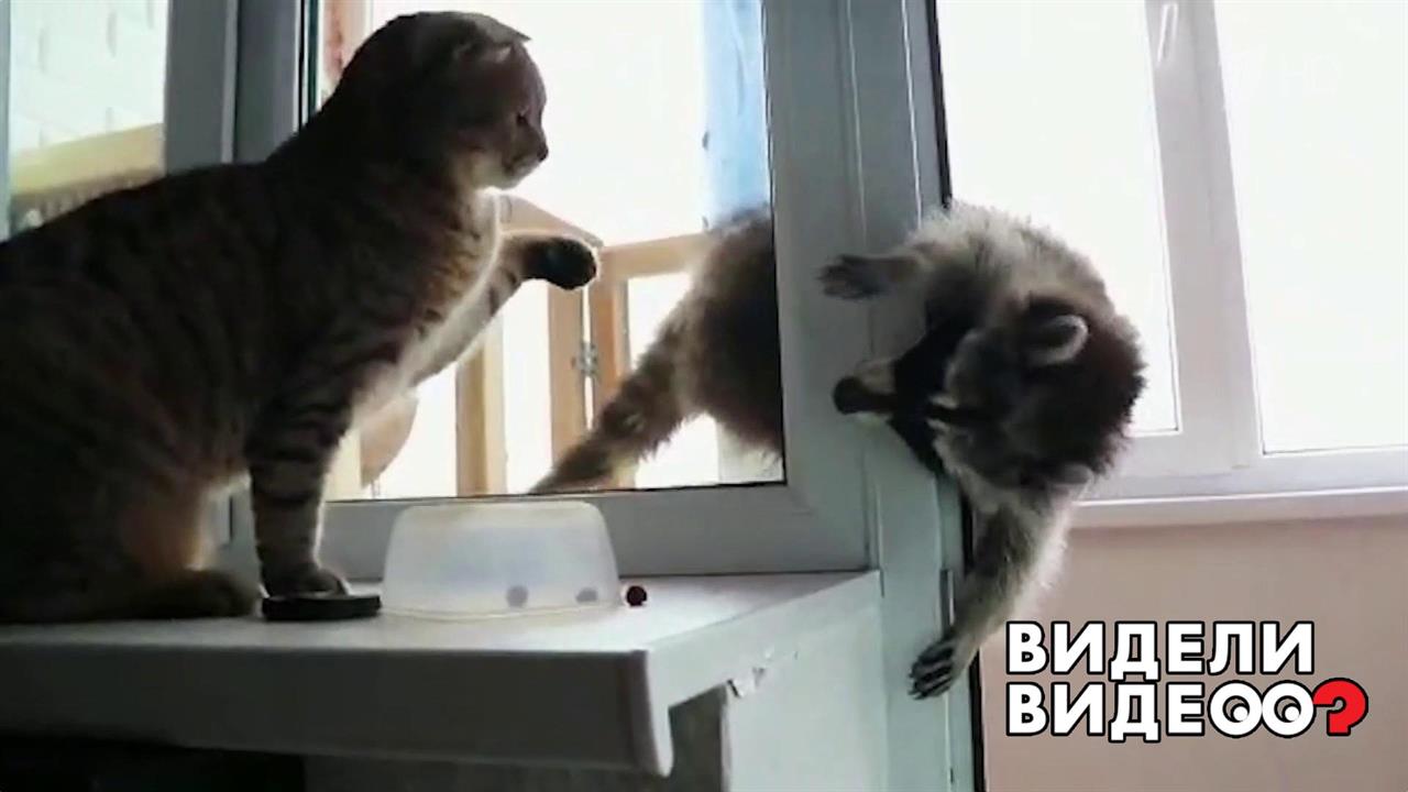 Видели видео 24. Разыгравшийся котик. Котик походка Лунная. Покажите из программ видели видео Алехину с котом.