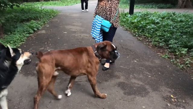 Дворняги атакуют