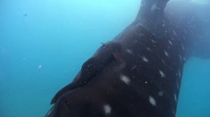 Whale Shark in Oslob, Cebu, Philippines - 4K   Action Cam   Sony