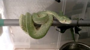 Siren the Sorong chondro (Green Tree Python)