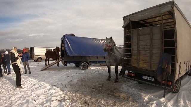 КІННИЙ БАЗАР В 📍 РУМУНІЇ смотреть онлайн