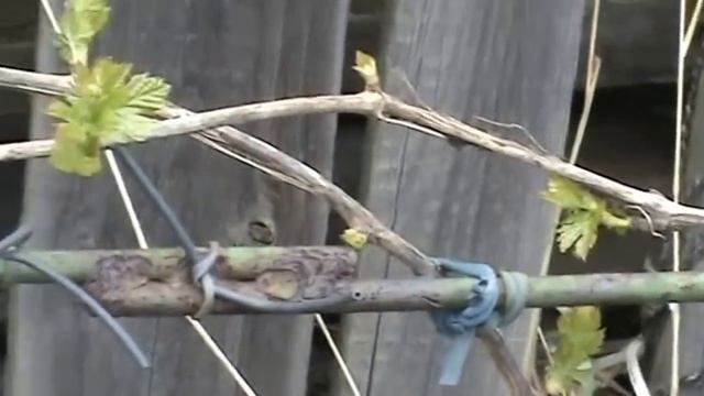 Виноград весной. Критическая фаза и полив смотреть онлайн