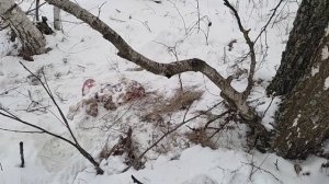 Проверка капканов и петель. Сделал привады на лис. Ловим что не нужно.