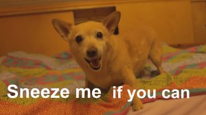 Чихни меня, если сможешь