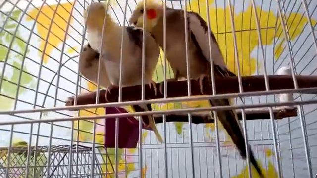 Кореллы ухаживают друг за другом смотреть онлайн