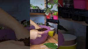 АНТУРИУМ ГРУНТ И ОБРАБОТКА