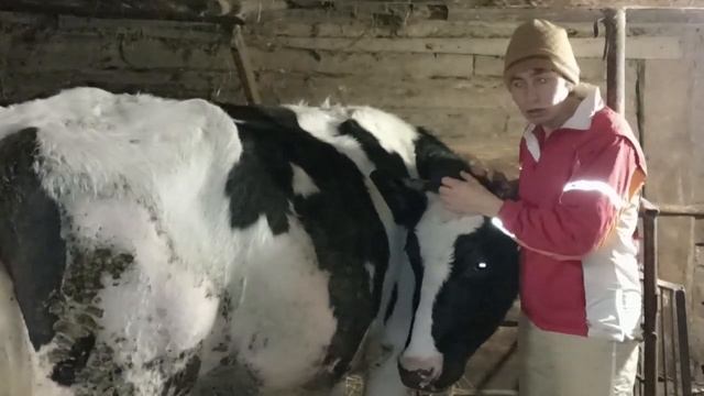 Почему корова лягается. Как усмирить корову. Корова бьётся, что делать. смотреть онлайн
