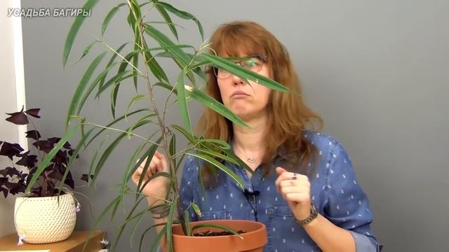 Что поможет получить толстый ствол у бонсай. смотреть онлайн