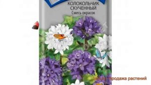 Колокольчик скученный Смесь окрасок ? обзор: как сажать, семена колокольчика Смесь окрасок