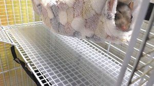 СПАСЛИ КРЫСУ Плюшу / Как поживают наши крысы / Алиса Изи Петс / Alisa Easy Pets