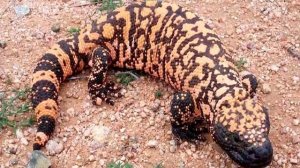 25 Самых Ядовитых Животных в Мире, (ИНТЕРЕСНЫЕ ФАКТЫ)