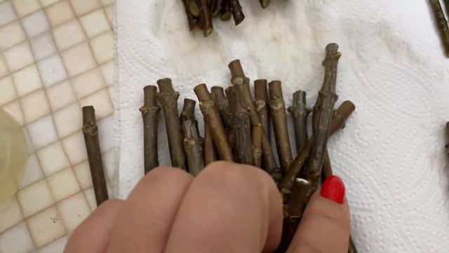 Метельчатые гортензии черенкование зимой #черенкование  #метельчатыегортензии #черенкованиегортензи