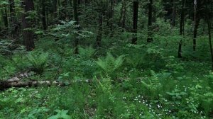 Фото Тест: Сравнение 35-миллиметровой пленки Kodak Ultramax 400 vs. Fujicolor C200