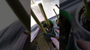 Канны в горшке- подготовила на зимовку