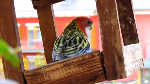 Rosela pestra Platycercus eximius Eastern Rosella Adolf Goebel смотреть онлайн