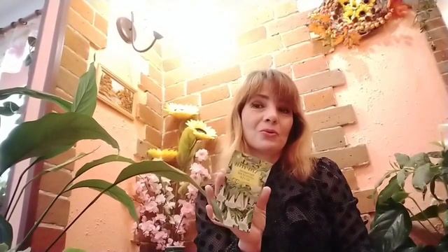 ПОСЕВ БРУГМАНСИИ В ДЕКАБРЕ. смотреть онлайн