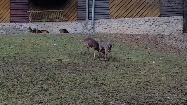 Пражский зоопарк. Декабрь 2016 смотреть онлайн