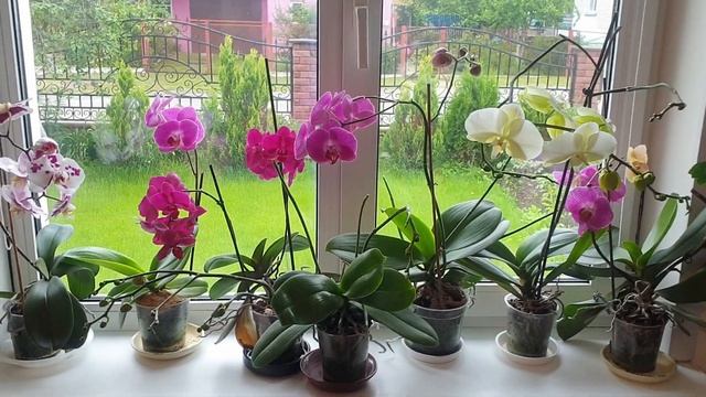 Орхидеи цветут постоянно || Шикарное каскадное цветение орхидей || Обзор цветущих орхидей смотреть онлайн