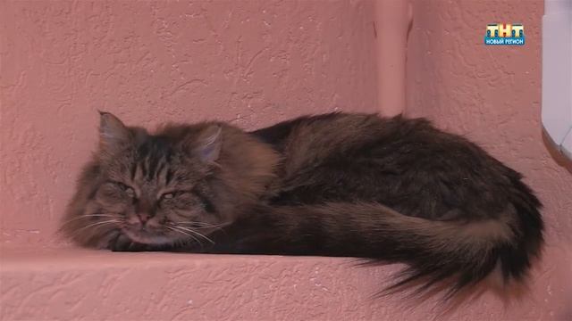 Котокафе