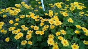 Дороникум(Козульник).