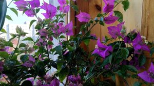 бугенвиллии Сабрина и vera deep purple