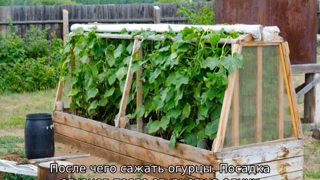 После каких культур можно сажать огурцы