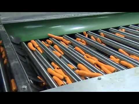Радиальный калибровщик морковь