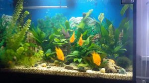 Аквариум 240 л живые растения с цихлидами (январь)